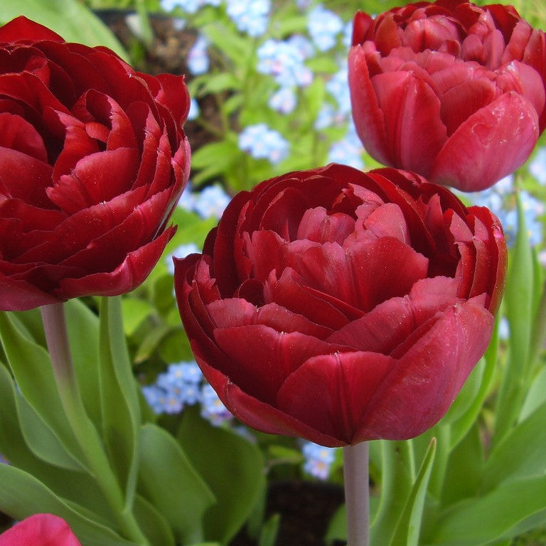 Tulip - Uncle Tom