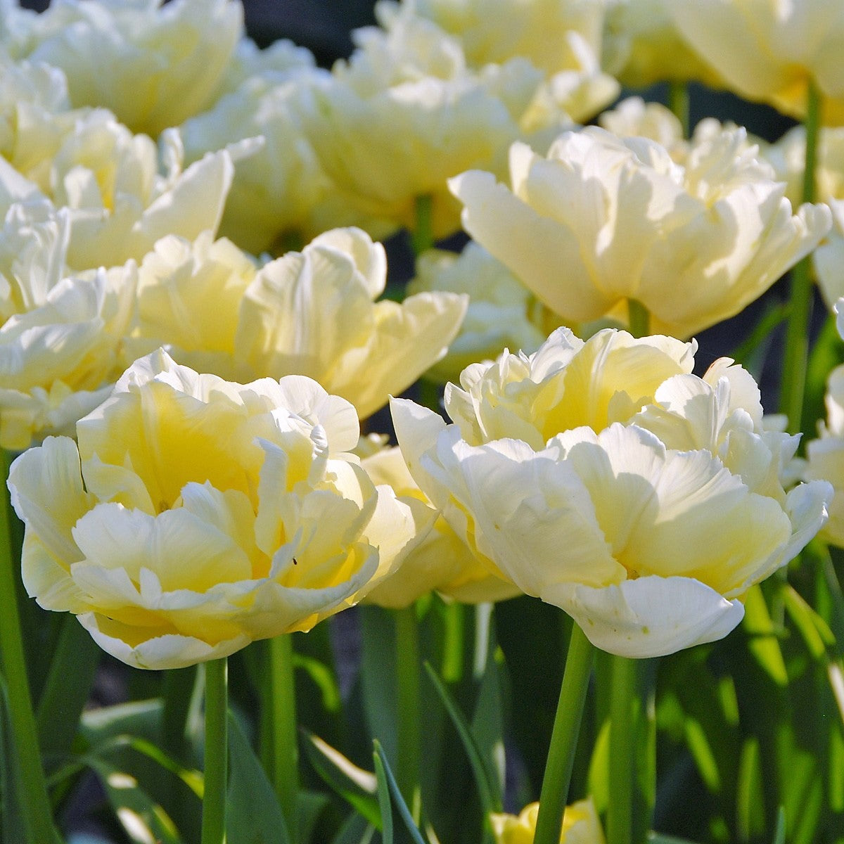 Tulip - Verona