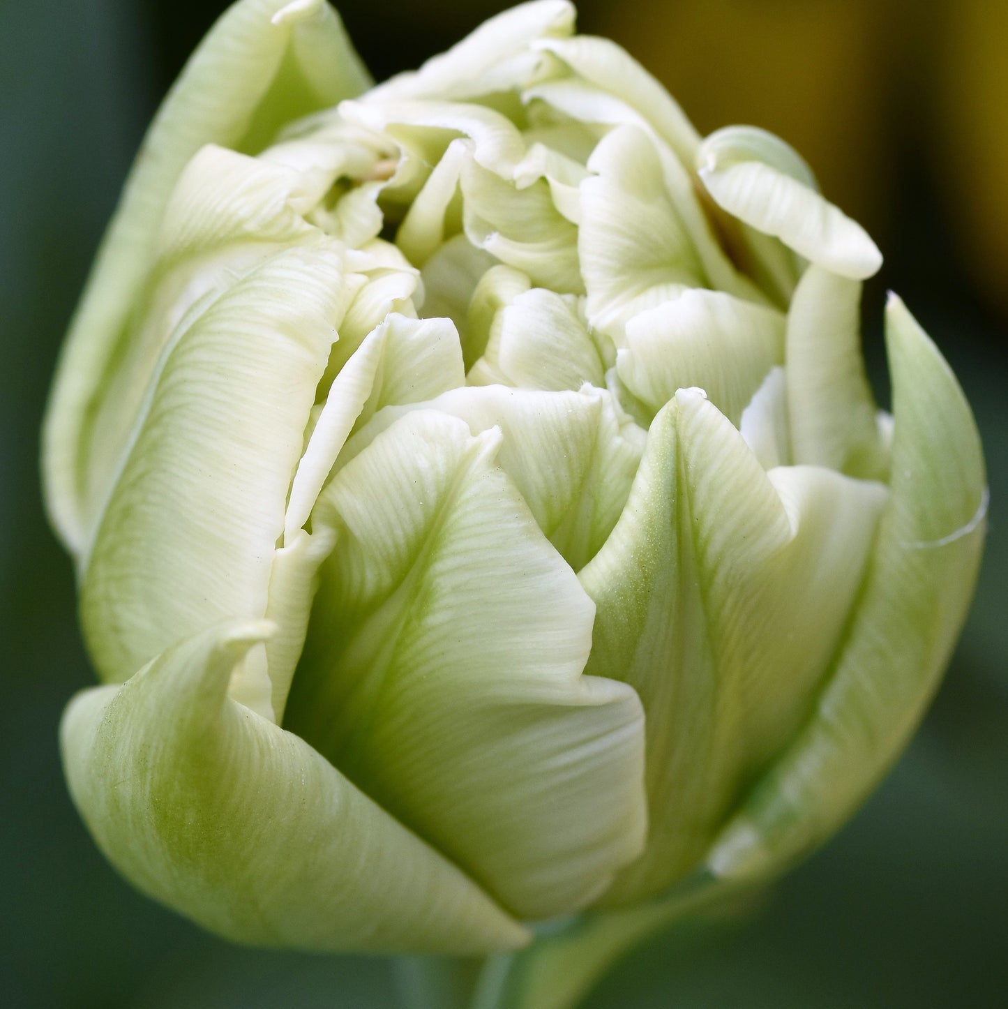 Tulip - Verona