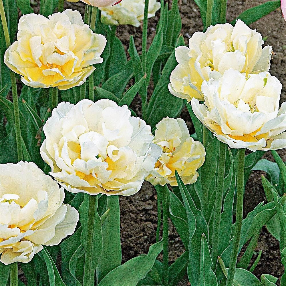 Tulip - Verona