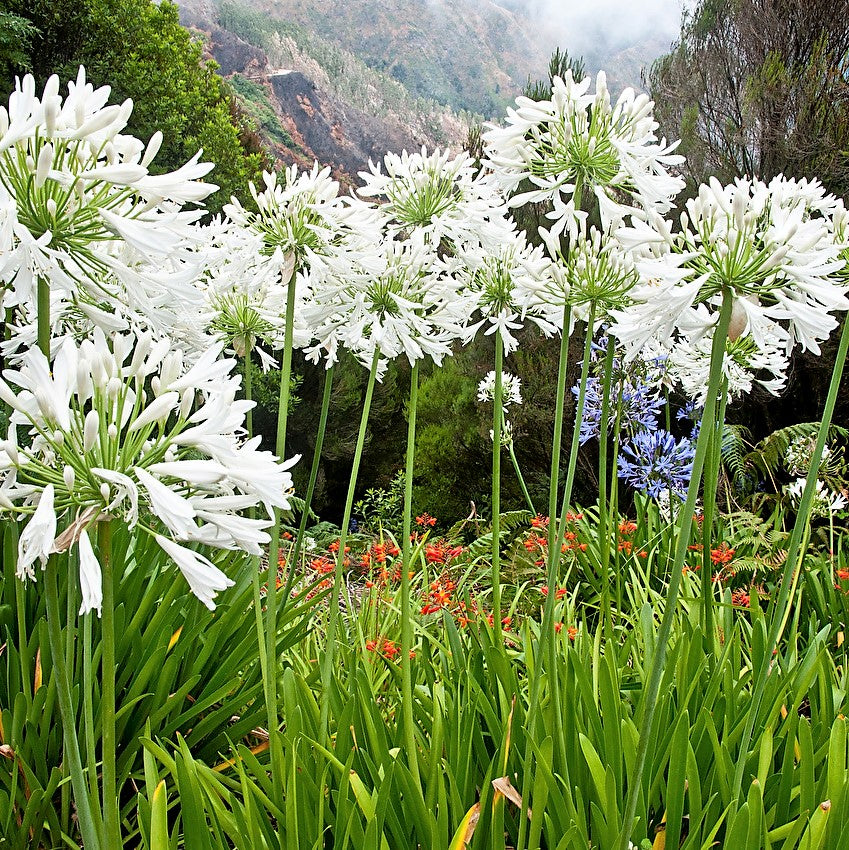Agapanthus - White ( Bare Root )