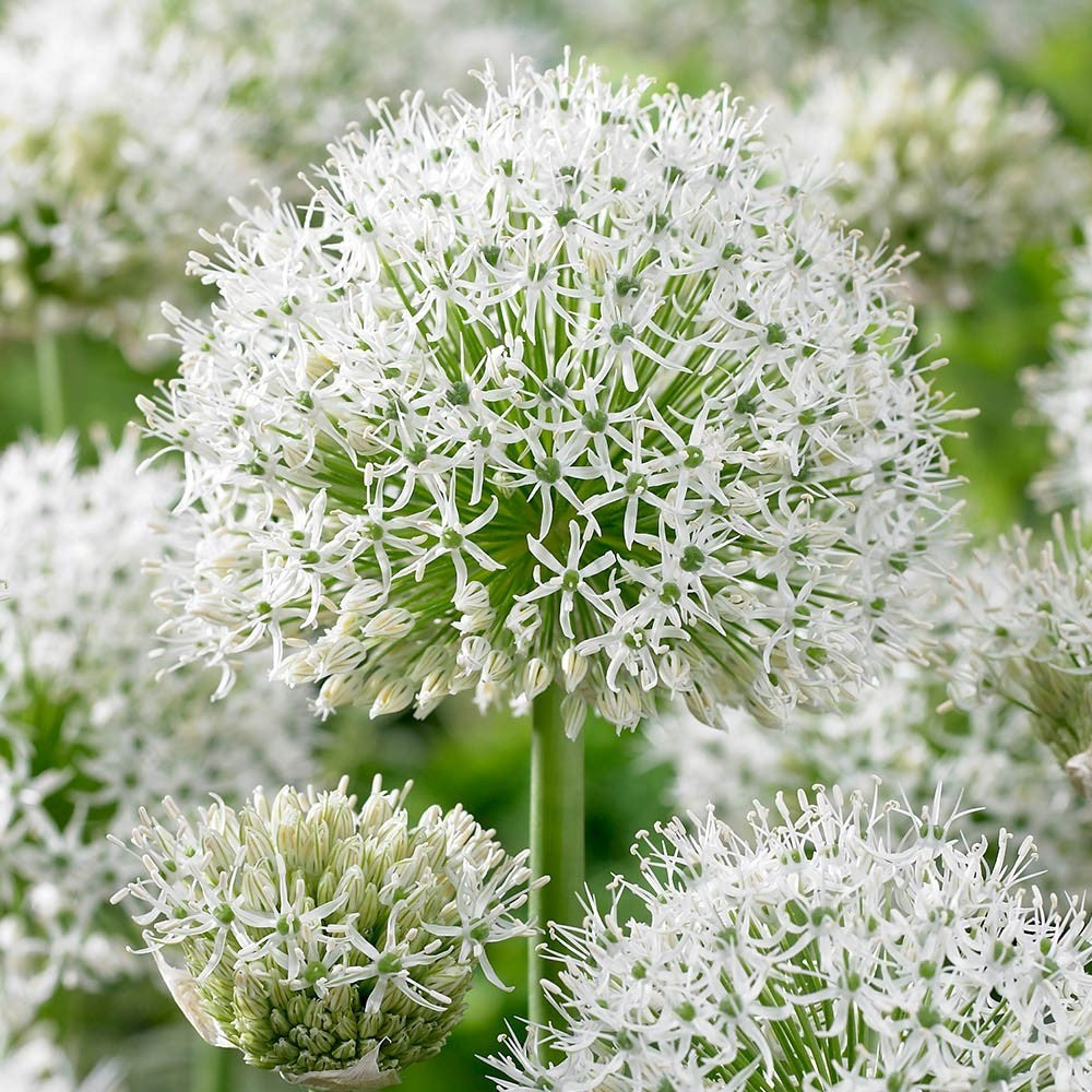 Allium - Stipitatum Mixed