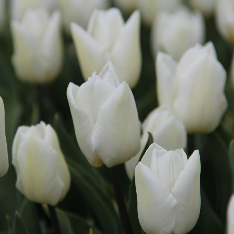 Tulip - White Prince