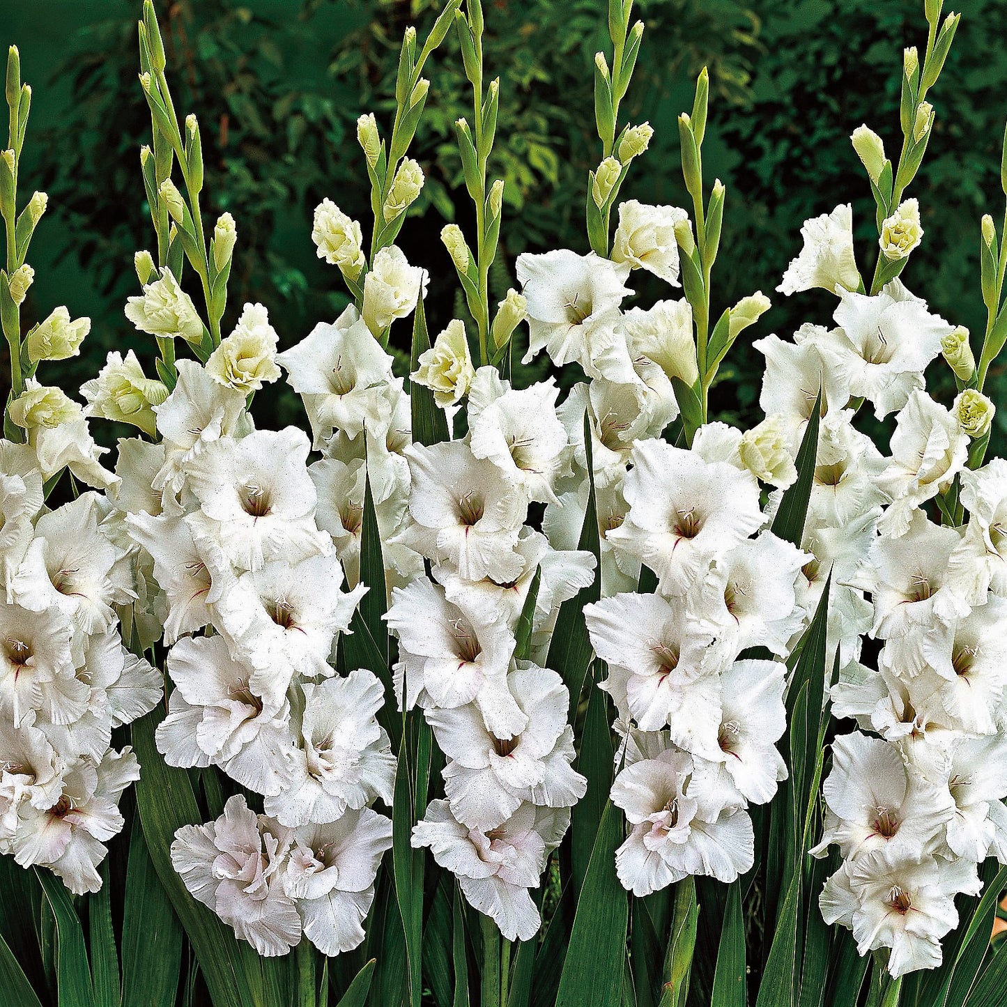 Gladioli - White Prosperity