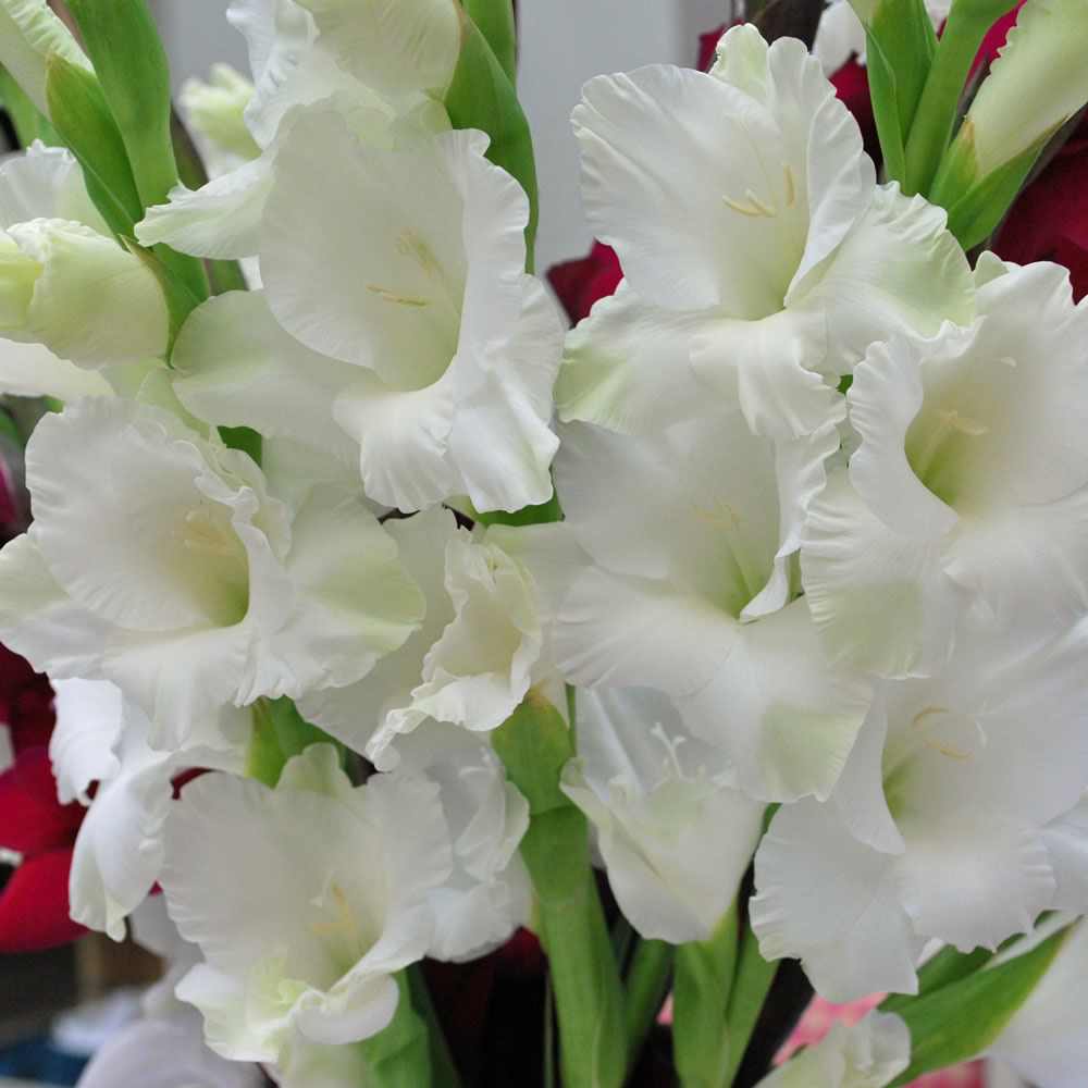 Gladioli - White Prosperity