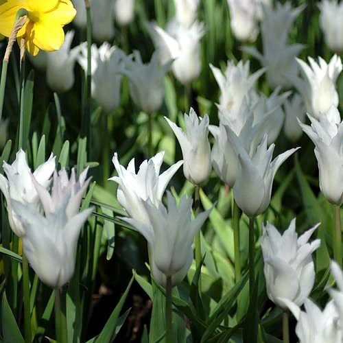 Tulip - White Triumphator