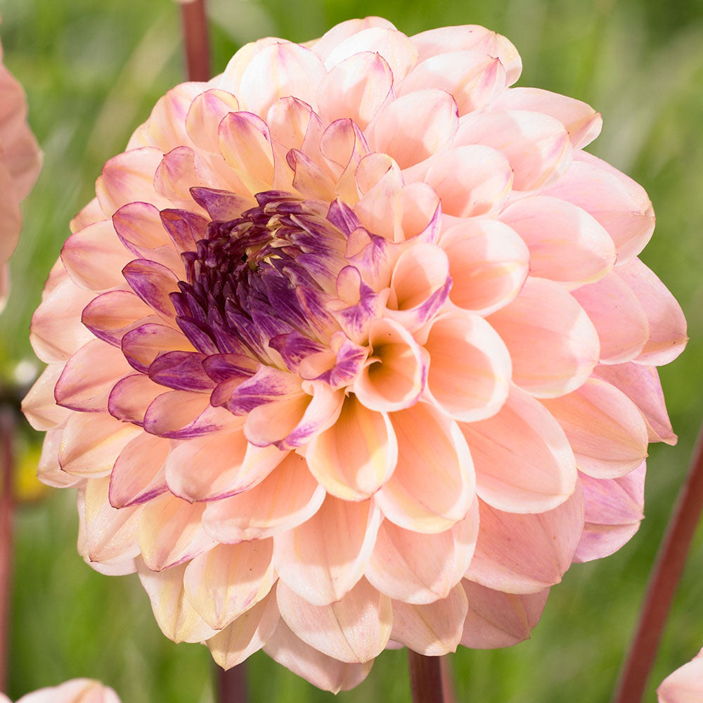 Ball Dahlia - Wine Eyed Jill