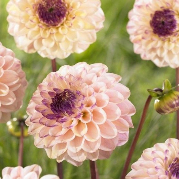 Ball Dahlia - Wine Eyed Jill