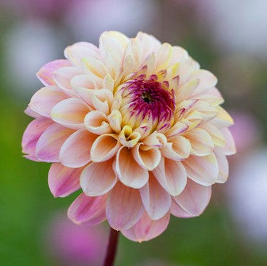 Ball Dahlia - Wine Eyed Jill