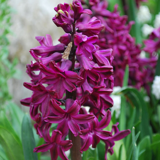 Hyacinth - Woodstock