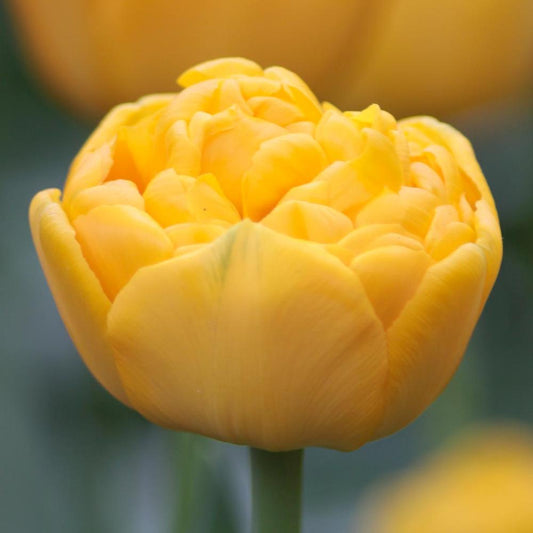 Tulip - Yellow Pomponette