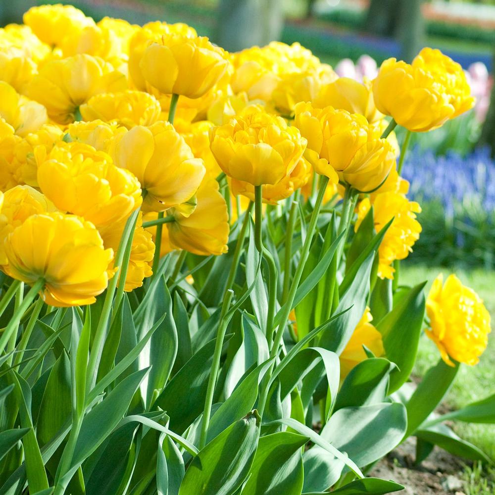 Tulip - Yellow Pomponette