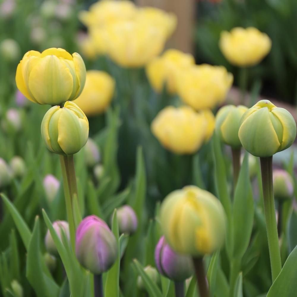 Tulip - Yellow Pomponette