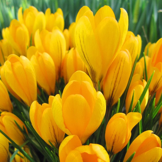 Crocus - Yellow