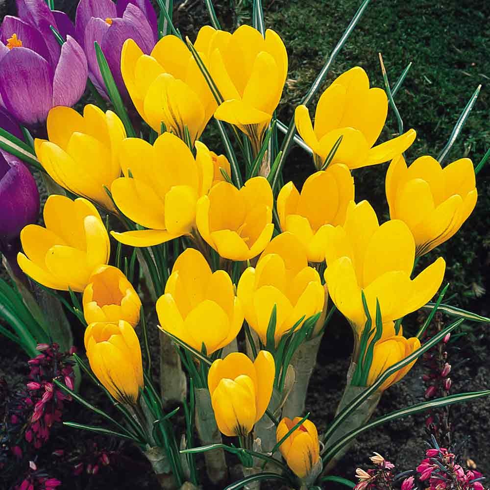 Crocus - Yellow
