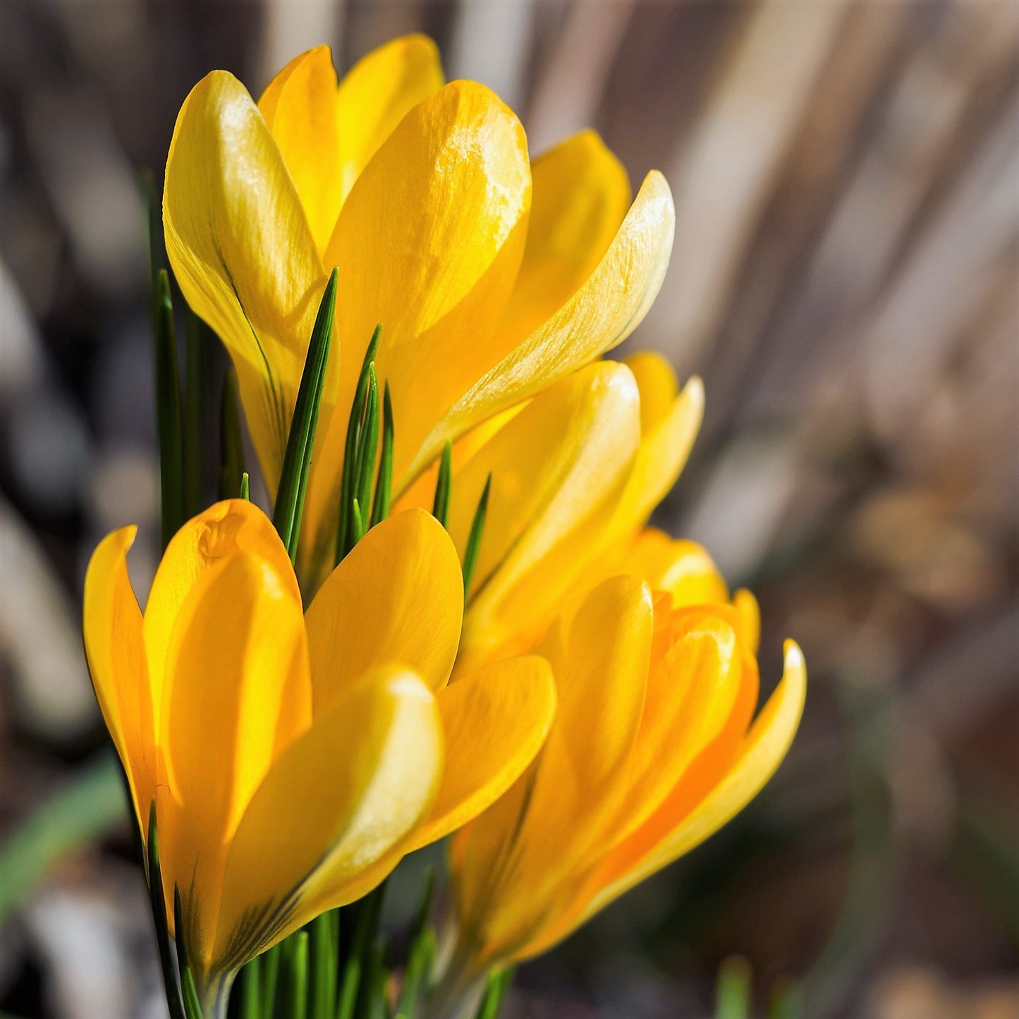 Crocus - Yellow
