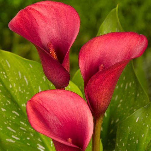 Zantedeschia ( Calla Lilies ) - Mixed