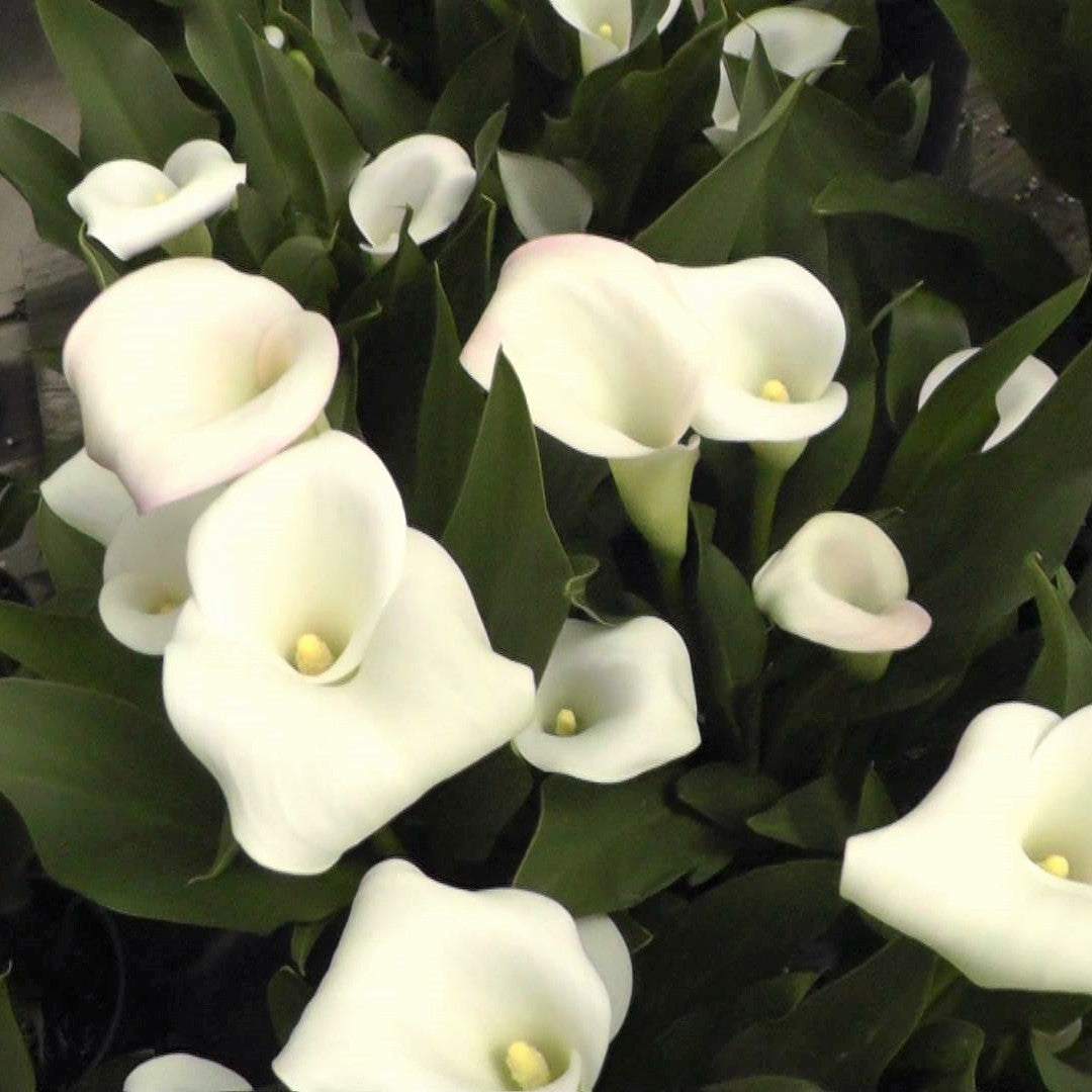 Zantedeschia - Crystal Blush