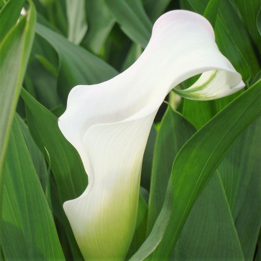 Zantedeschia - Crystal Blush