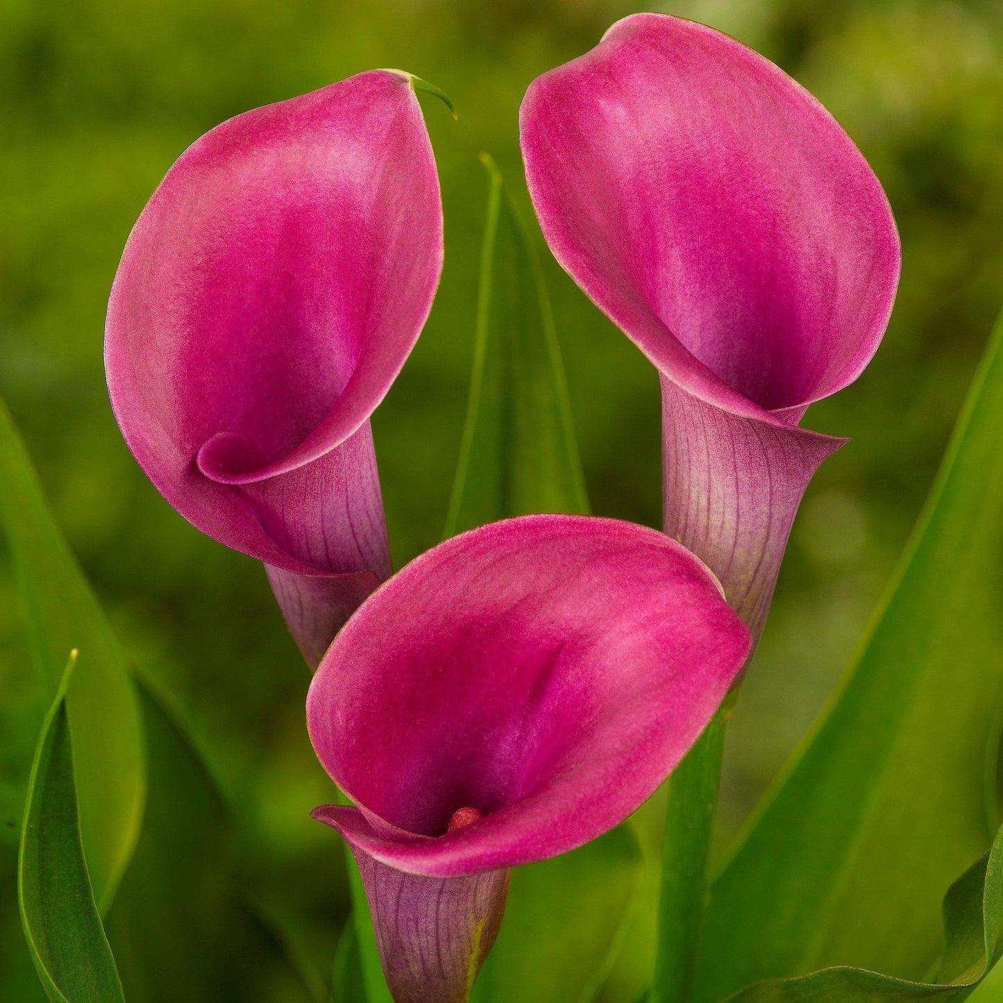 Zantedeschia ( Calla Lilies ) - Mixed