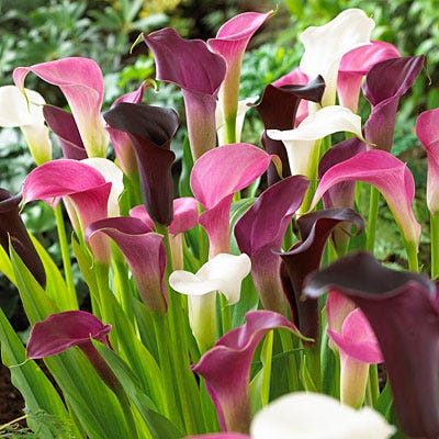 Zantedeschia ( Calla Lilies ) - Mixed