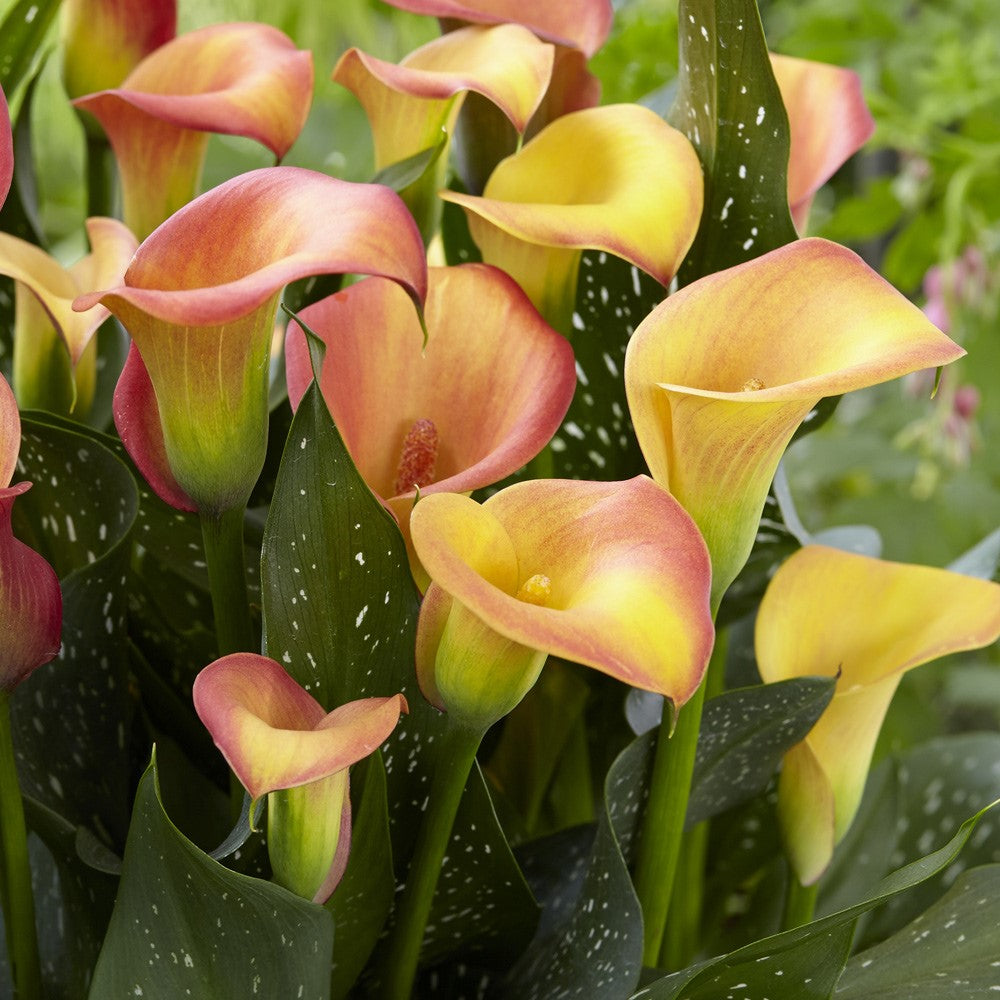 Zantedeschia - Morning Sun