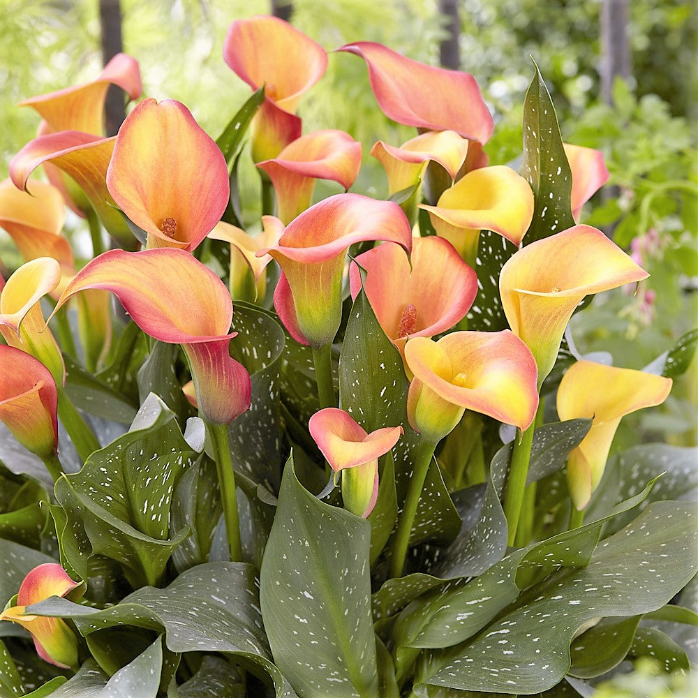 Zantedeschia - Morning Sun