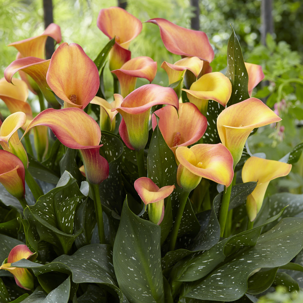 Zantedeschia - Morning Sun