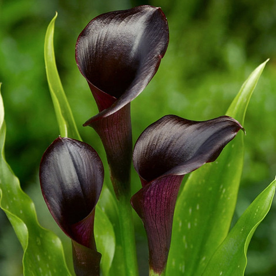 Zantedeschia - Odessa