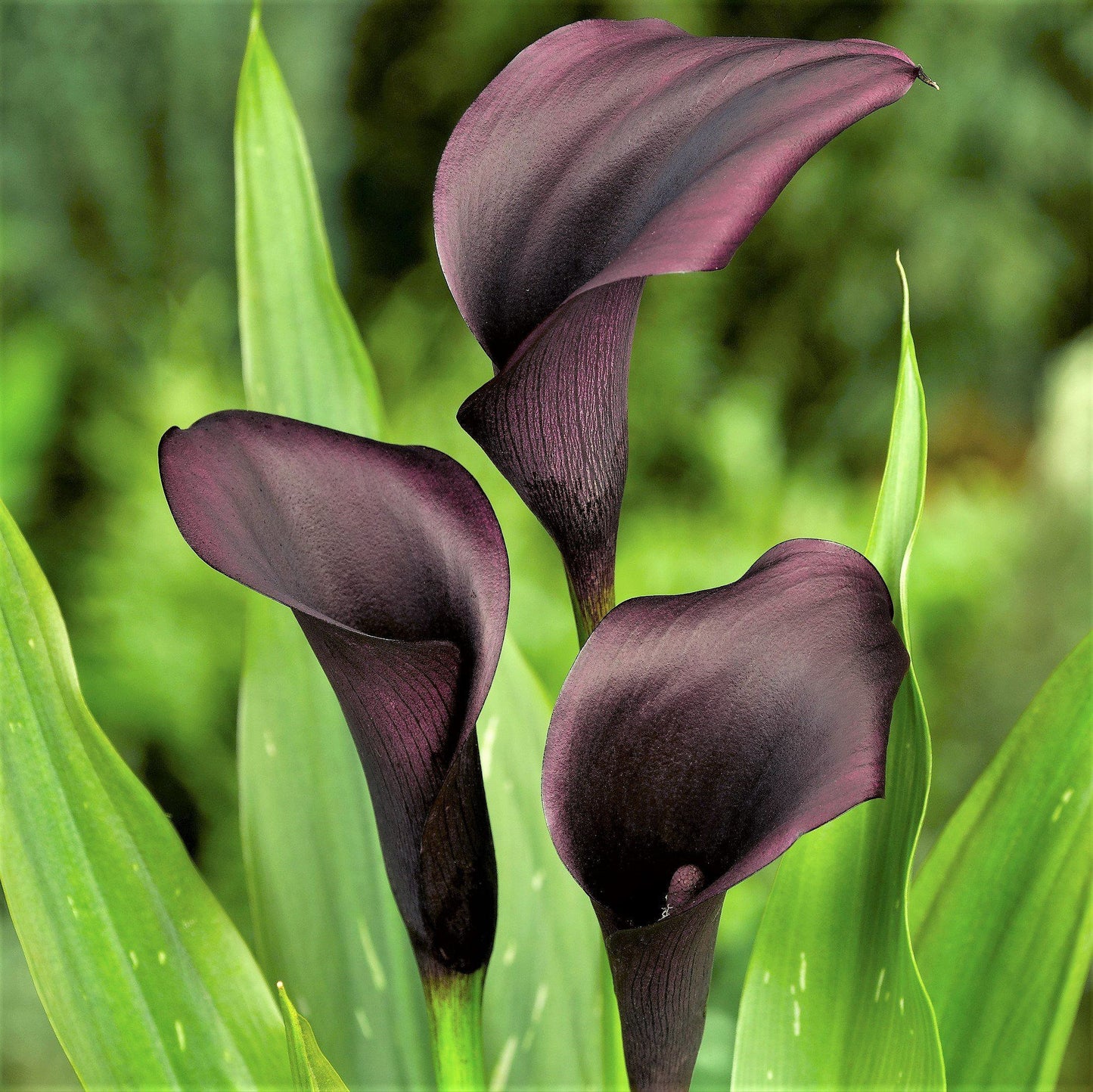 Zantedeschia - Odessa