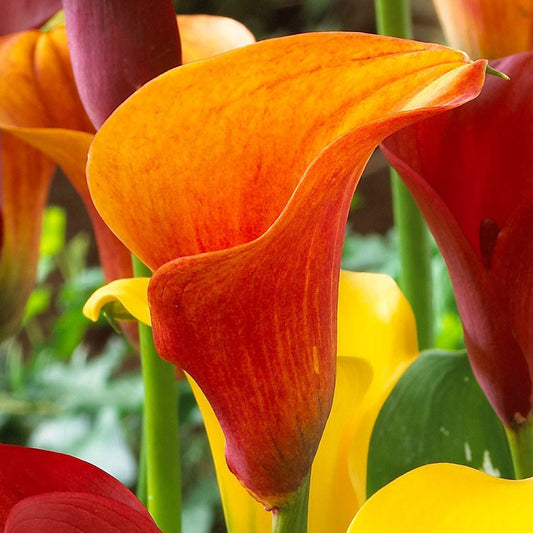 Zantedeschia (Calla Lilies) - Orange Blend