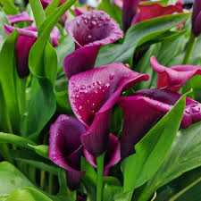 Zantedeschia ( Calla Lilies ) Purple Dance