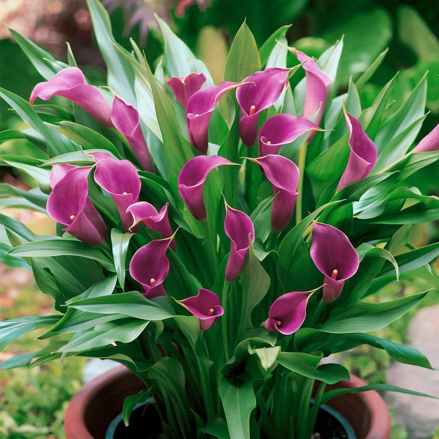 Zantedeschia ( Calla Lilies ) Purple Dance