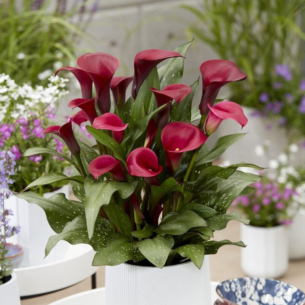 Zantedeschia ( Calla Lilies ) - Red Symphony