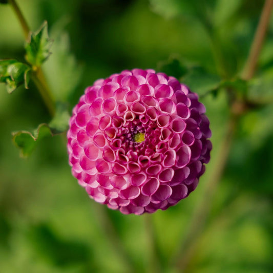 Dahlia Pom Pom - Zippity Do Da