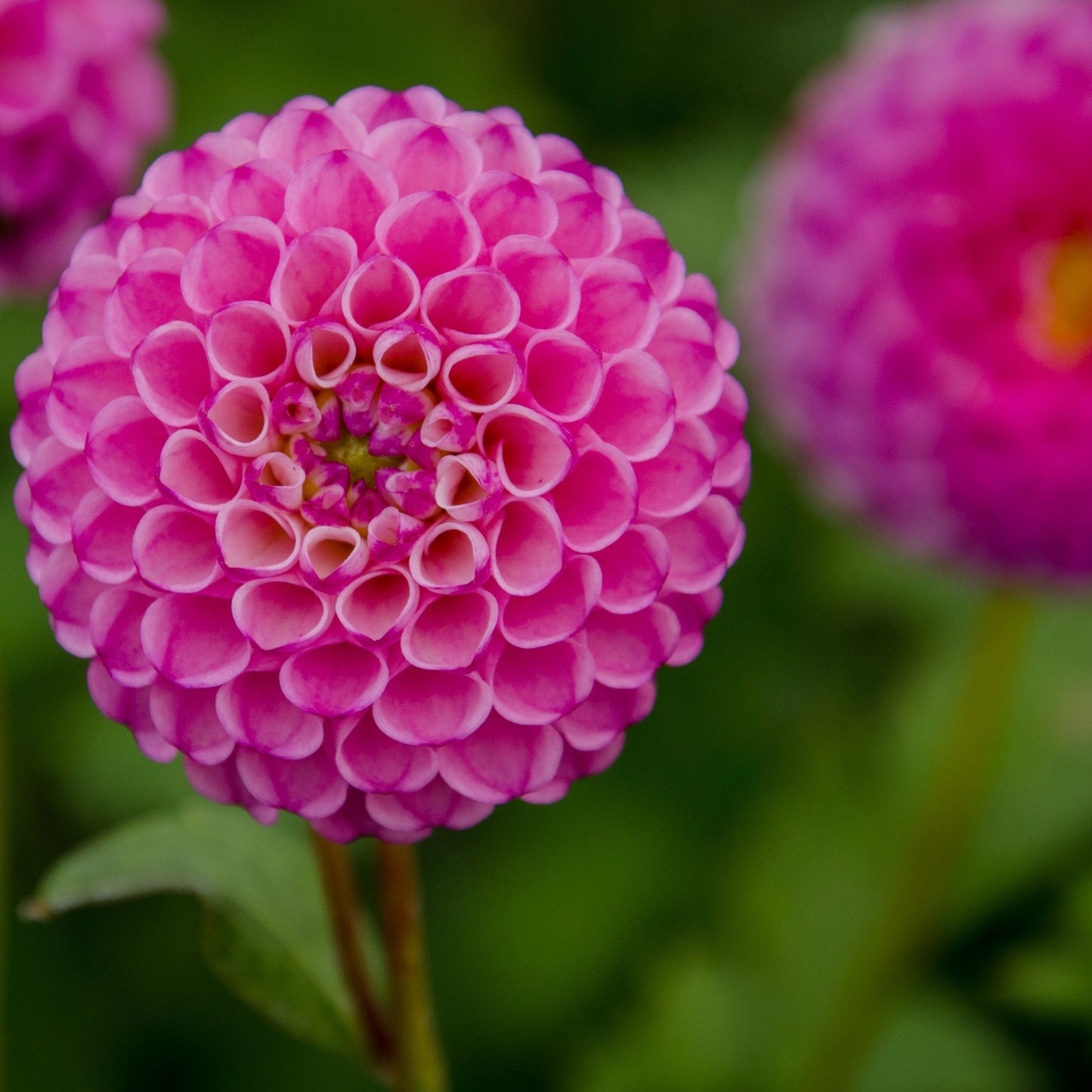 Dahlia Pom Pom - Zippity Do Da