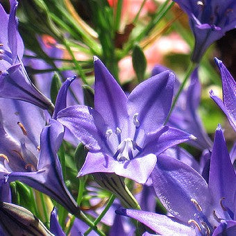 Agapanthus - Blue ( Bare Roots )