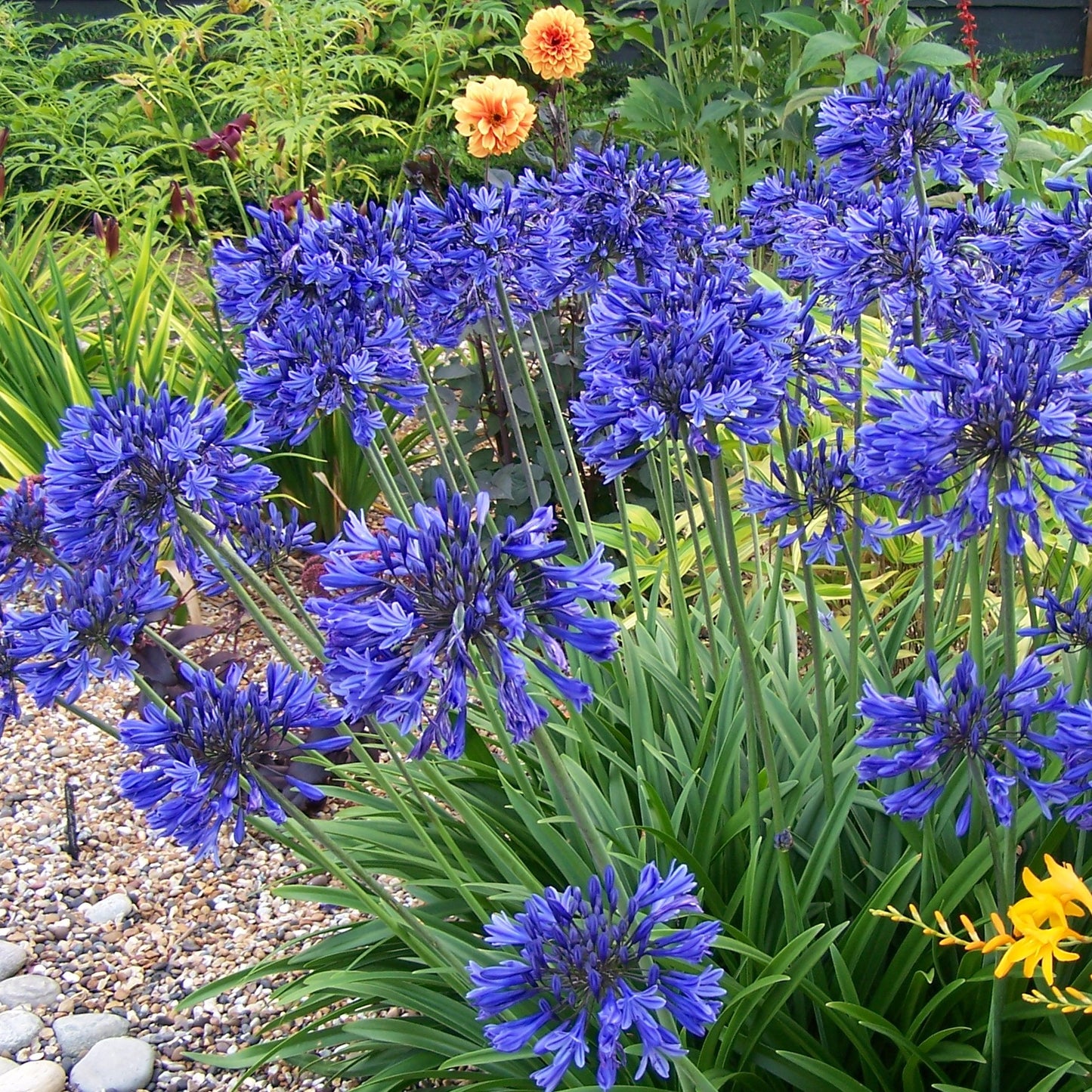 Agapanthus - Blue ( Bare Roots )