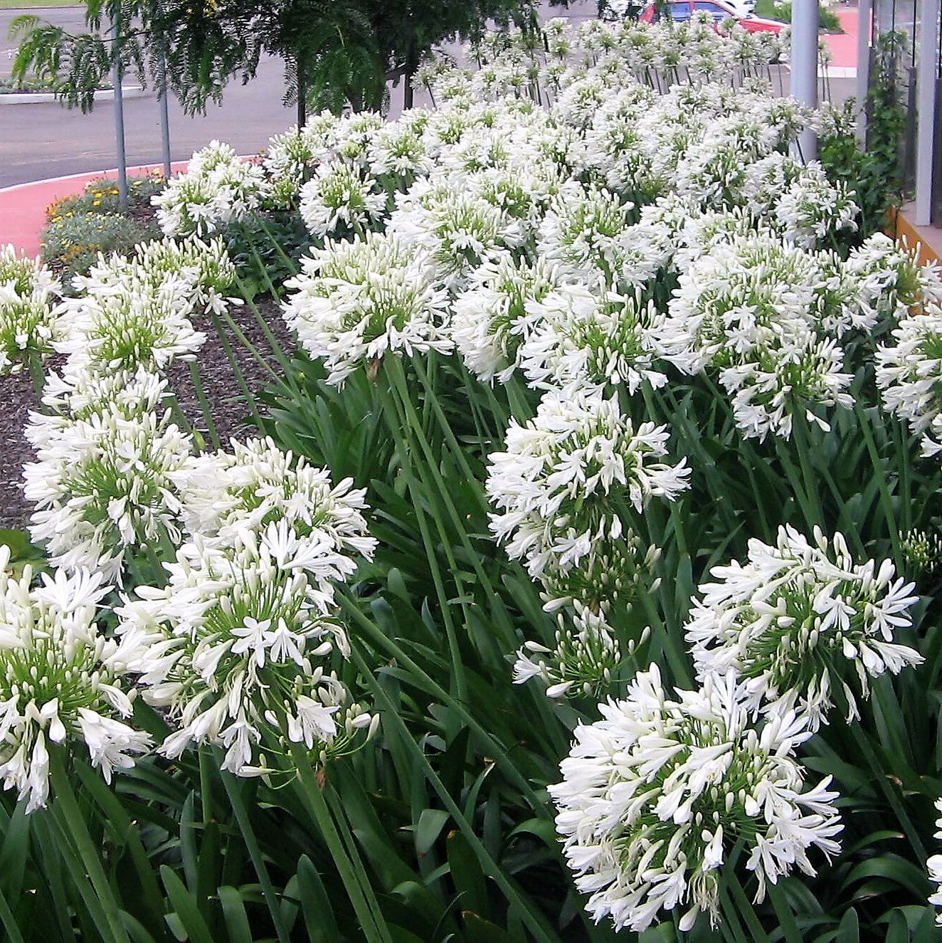 Agapanthus - White ( Bare Root )