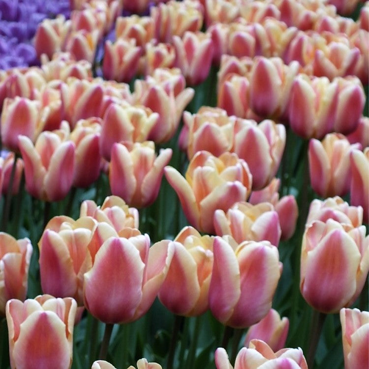 Tulip - Apricot Fox