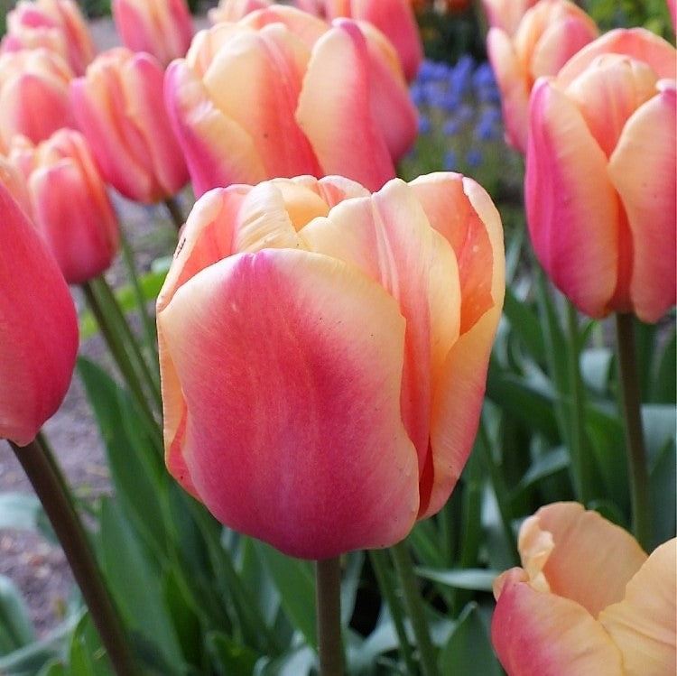 Tulip - Apricot Fox