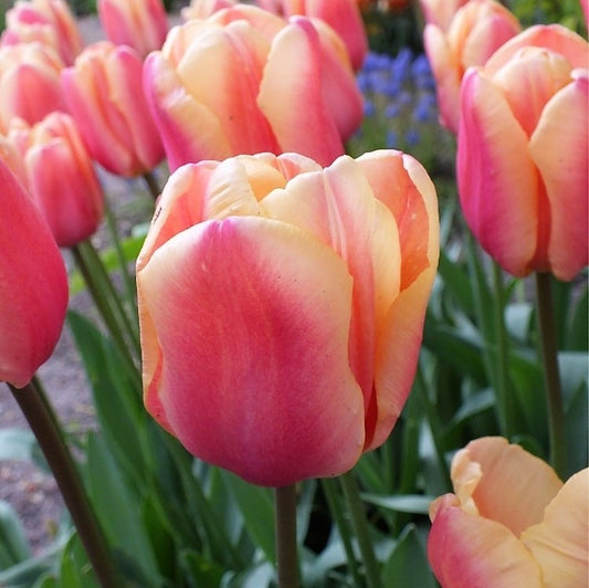Tulip - Apricot Fox