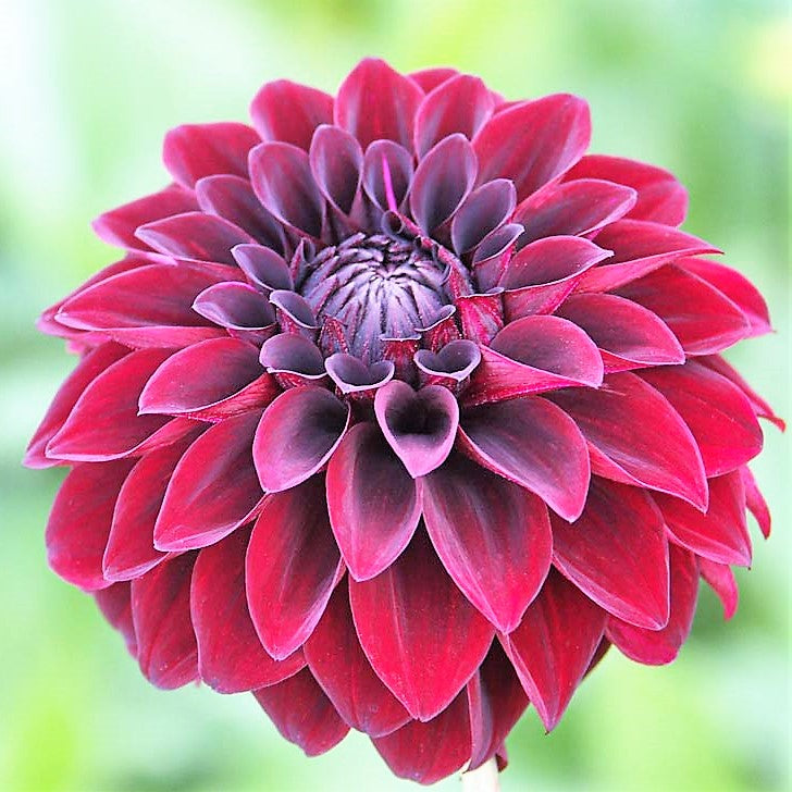 Dahlia Decorative - Arabian Night