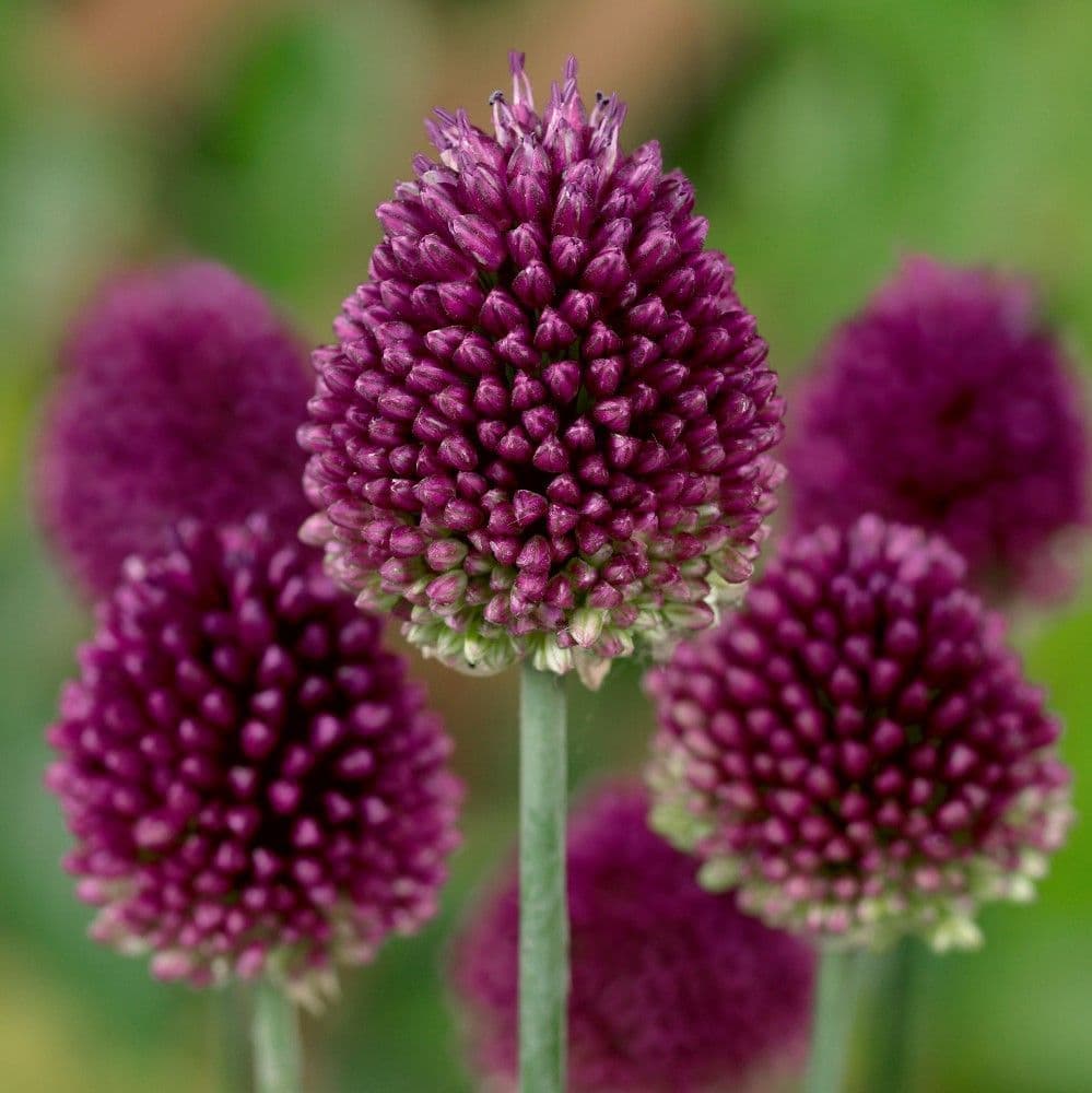 Allium - Sphaerocephalon - Drumstick