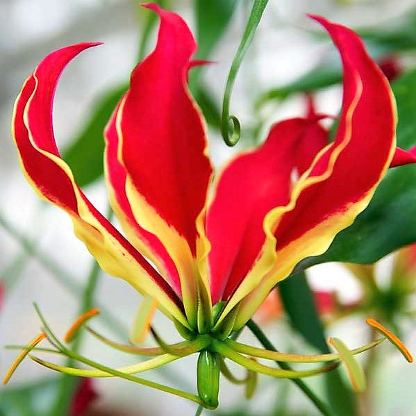 Gloriosa Rothschildiana