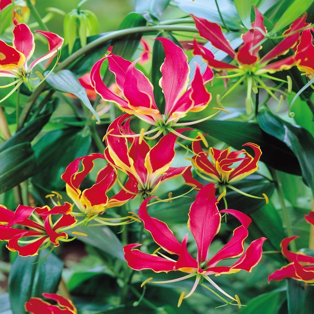 Gloriosa Rothschildiana