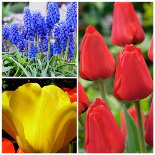 Spring Delight Collection - Ideal Gift