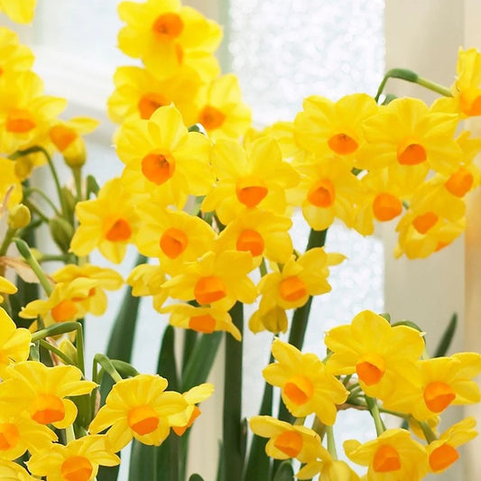 Narcissus - Grand Soleil d'Or