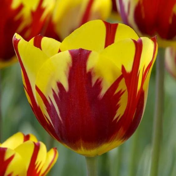 Tulip - Helmar