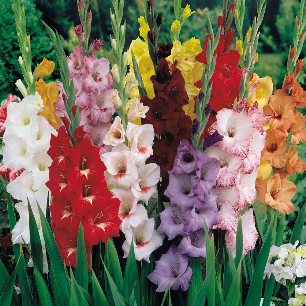 Gladioli - Mixed